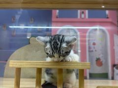 -娃娃集合营(上海奉贤龙湖天街店)
