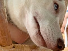 火锅-Husky Go! 哈士奇体验馆·宠物咖啡厅狗咖