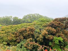 -深圳仙湖植物园