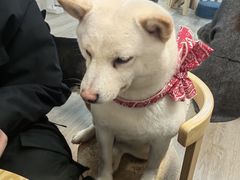 -柴迷FANS CLUB·柴犬狗咖·猫咖
