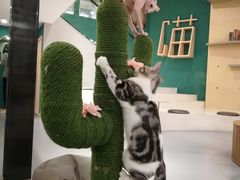 -飞行喵MR PILOT|猫舍·猫咖(静安大融城店)