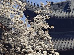 -灵谷景区