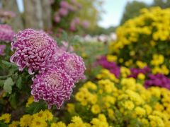 -上海共青森林公园