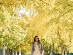-三里屯东五街银杏大道