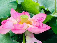 -陈家山荷花公园