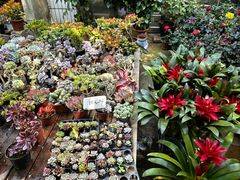 -桂林市花鸟市场