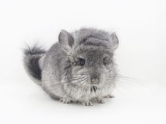 -龙猫仔乐园(惠福东路店)