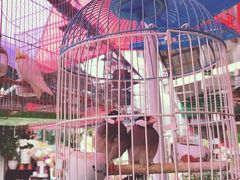 -曲阳花鸟市场(曲阳路店)