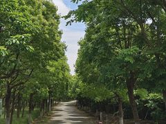 -上海海湾国家森林公园