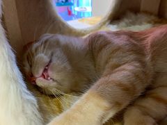 -藏猫猫咖啡主题馆(中央大道店)