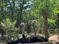 -大连森林动物园