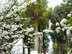-百林公园-两江幸福广场
