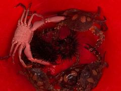 -外伶仃岛海鲜市场