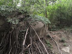 -白水寺森林公园