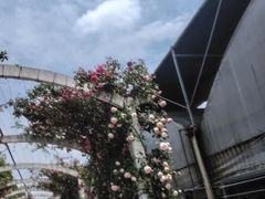 -米果果小镇