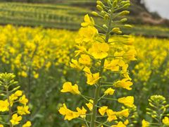 -桑洲油菜花景区