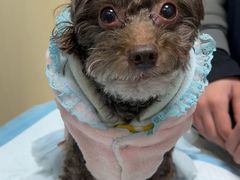 -关爱动物医院·心脏·中兽医·异宠(金牛路分院)