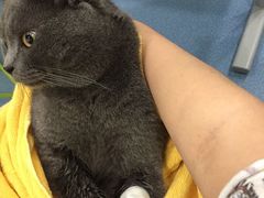 -伟伟宠物医院·CT影像中心·瑞派犬猫综合性门诊(汉口总院)