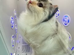 -爱洗澡的猫(望京店)