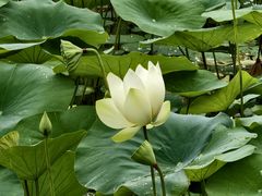 -厦门园林博览苑