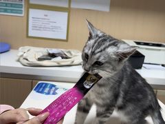 -谐和贝康宠物医院24小时·宠保定点(急重症转诊中心)