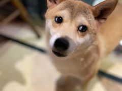 -猫色咖啡·猫咖