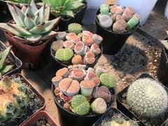 -双季花艺园艺市场(浦东店)
