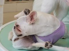 -怪兽屋·羊驼·猫咖·狗咖(俊华广场店)