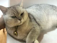 -李小姐の猫咖啡馆(五角场店)