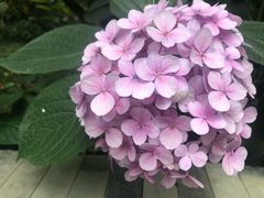 -凤来栖·净庭院·火锅(欧尚店)