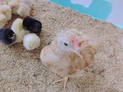 -怪兽屋·羊驼·猫咖·狗咖(俊华广场店)