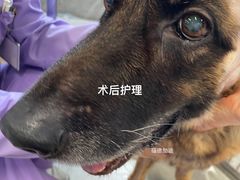 -北京派仕佳德动物医院·超导核磁·CT·神经科·骨科·内外科·急重症管理中心