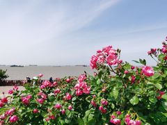 -上海滨江森林公园