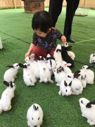 点击看大图 -萌宠亲子动物乐园(槐房万达店)