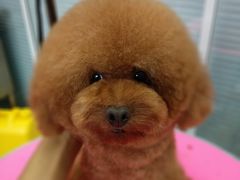 大果宝。洗澡美容师免费修的。.jpg-瑞派·关忠动物医院·猫专科·犬专科(三环新城店)