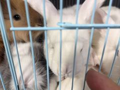 -青石桥花鸟鱼虫市场(叠翠城店)