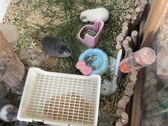 -青石桥花鸟鱼虫市场(叠翠城店)