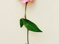 -五道口枣糕王(成府路店)