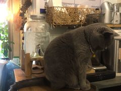 -海边的猫和咖啡馆