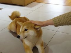-柴务处·柴犬主题狗咖
