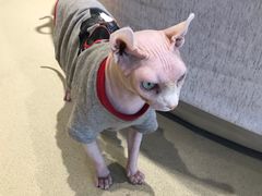 -藏猫猫咖啡主题馆(中央大道店)