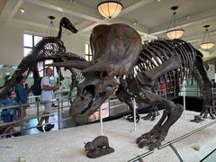 -美国自然历史博物馆