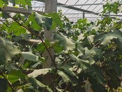 -马陆小张葡萄园农家乐