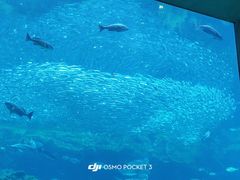 -西海国立公园九十九岛水族馆