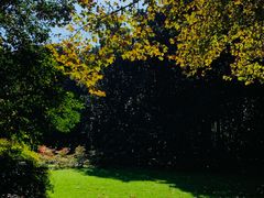 -上海共青森林公园