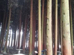 -武陵山森林公园