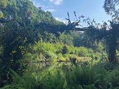 -深圳仙湖植物园