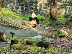 -都江堰中华大熊猫苑