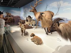 -陕西自然博物馆