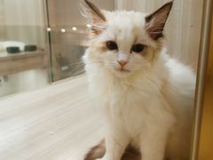 -飞行喵MR PILOT|猫舍·猫咖(静安大融城店)